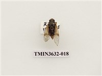 藏品(黑翅草蟬)的圖片